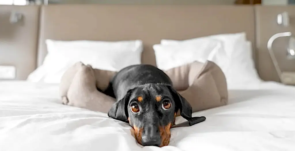 Cute dachshund dog lies in a dog bed at dog-friendly hotel.